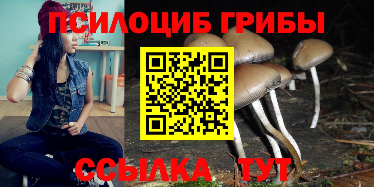 Шадринск  Псилоцибиновые грибы Psilocybe  Вход с VPN 